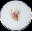Bargain Raptor Tooth From Morocco - #16977-1